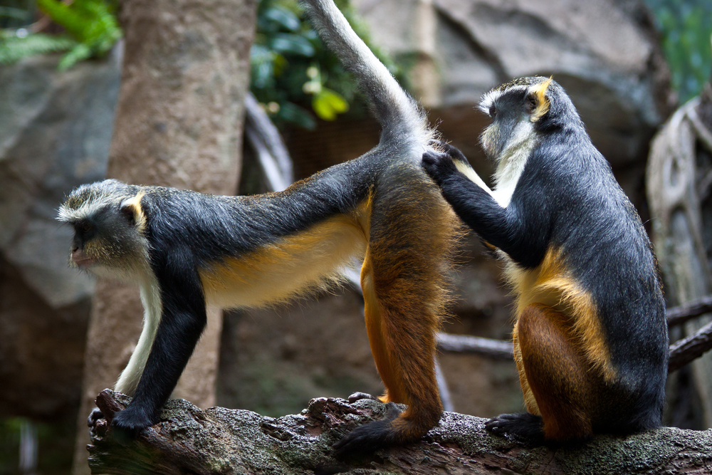 Dos primates limpiándose