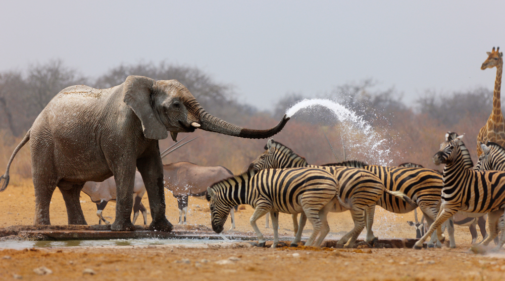 elefante arrojando agua a cebras