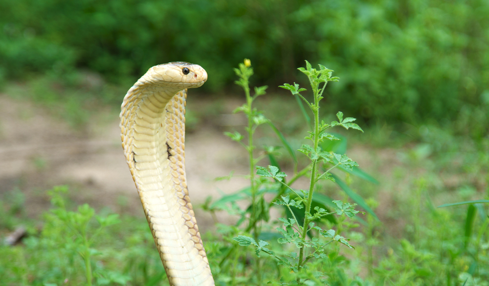 Cobra filipina