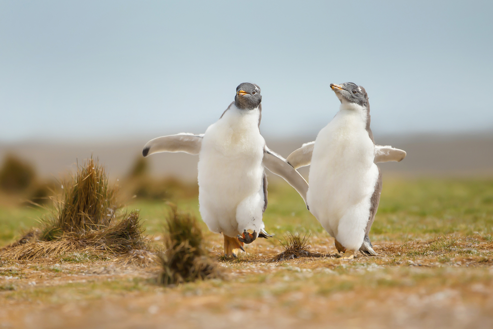 Dos pinguinos caminando